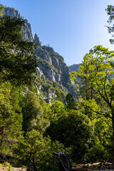The peaceful and tranquil El Capitan meadows in the Yosemite National Park at the valley floor. Dead trees, burnt trees, grass areas, thick forests, and merced river and mountain views.