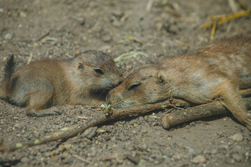 Präriehund mit Baby