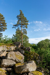 
Pine tree grows on a rock - symbol of life, strength, new life, survival. Space for copying. Vertical photo. 