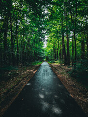 path in the woods