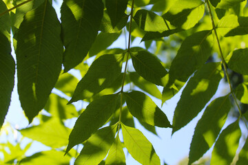 green leaves on the background, background texture of green leaves on a blue sky background