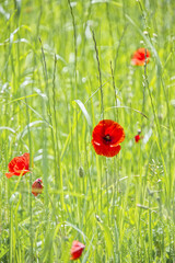 Red windflowers anemone in the green field in pastel colors