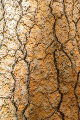 Tree bark up close