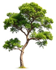 Obraz premium Tree branch side view on white background.