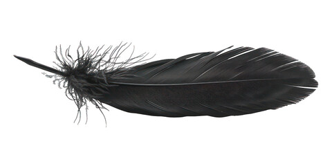 PNG Black feather white background lightweight