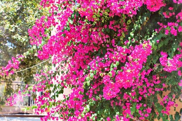 flowers in the garden