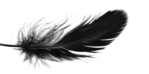 PNG Black feather white background lightweight