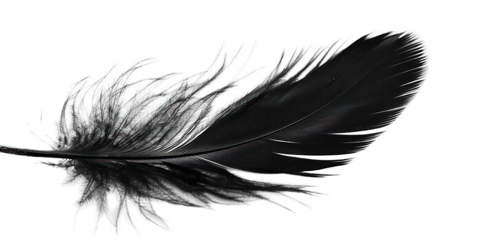 Fototapeta PNG Black feather white background lightweight