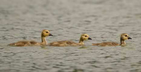 Gosling sisters