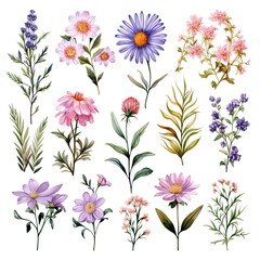 set of wildflowers illustration in watercolor, flowers over white background