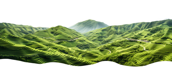 Fototapeta premium green terraced fields cascading down a mountainside, isolated on a white background.
