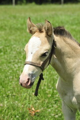 buckskin welsh pony foal in halter