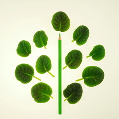  Ecological concept. Logo design nature and environmental protection. Pencil and green leaves in the form of a tree isolated on a white background. Artistic image of a tree. Top view, flat lay.