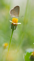 Beautiful Portrait background of Close-up image of a beautiful tiny butterfly on flower in real natural condition