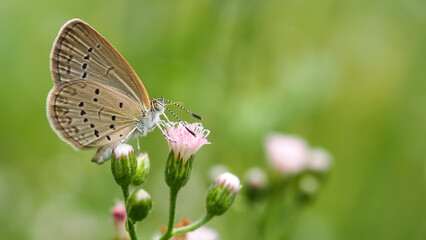 Beautiful Landscape background of Close-up image of a beautiful tiny butterfly on flower in real natural condition