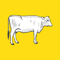 Vintage Cow Side. Sketch and Drawing Style. Vector