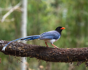 Red billed blue magpie bird perched on a branch with use of selective focus