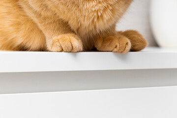 red cat sits on the edge of the table. cat paws close up. cat sitting on the table