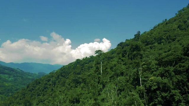 Paisaje de selva peruana frondosa en verano