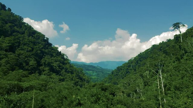 Paisaje de selva frondosa peruana