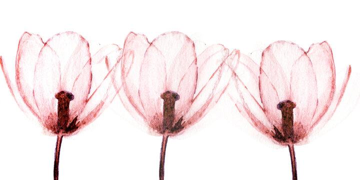 Sfondo con ter grandi fiori in trasparenza, illustrazione ad acquerello isolata su sfondo bianco