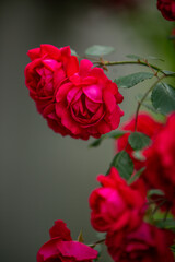 bouquet of red roses
