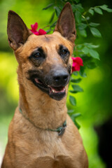 Belgian Shepherd Malinois