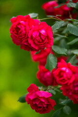 red rose in the garden