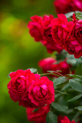 red rose in the garden