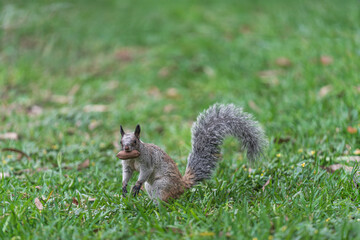 A squirrel that has found a large nut stands in the grass