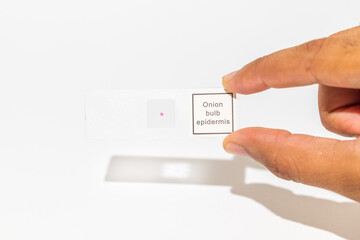 Close-up shot of a scientist's hand holding a microscope's glass slide with a onion bulb epidermis specimen, against white background