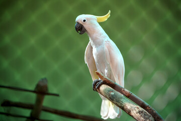 Sulphur-crested cockatoo perched in the forest, Chennai, India. White parrot on a branch. White...