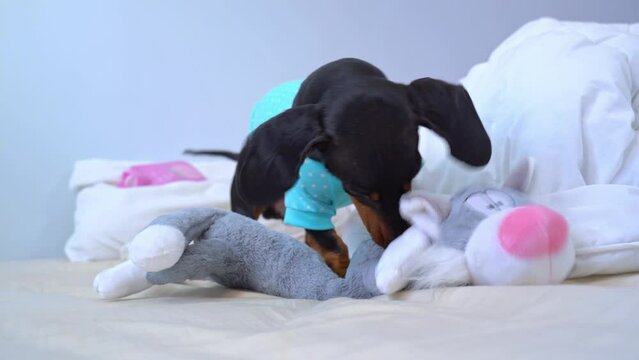 A small dachshund dog in blue T-shirt enthusiastically gnaws at large soft plush cat toy, digs with paws, impatiently bites, destroys Hunter instinct, pet fun Silly cheerful fidget dog playing on bed