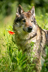 Fototapeta premium portrait of a wolf
