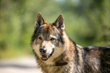 portrait of a wolf