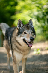 Fototapeta premium portrait of a wolf