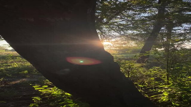 Atardecer paraguayo en un bosque de pilar filmado desde el celular