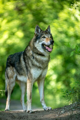 Fototapeta premium portrait of a wolf