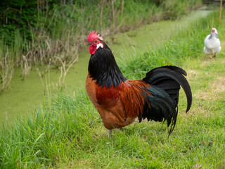 Cock posing in a green field