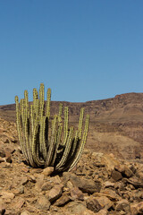 A solitary Poisonous Euphorbia growing among the scattered boulders of the Ais-Ais Richtersveld...