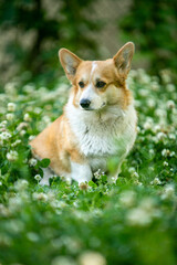 Corgi on a sunny day in a clearing