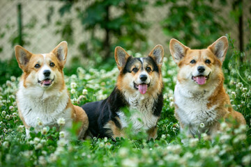 Corgi on a sunny day in a clearing