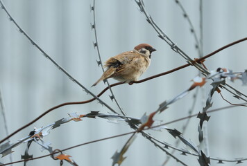 A little sparrow is sitting on a barbed wire