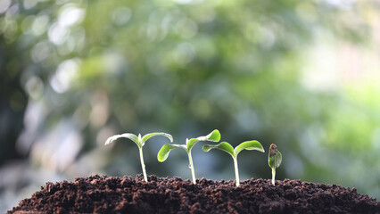 Small growing sprouts line up