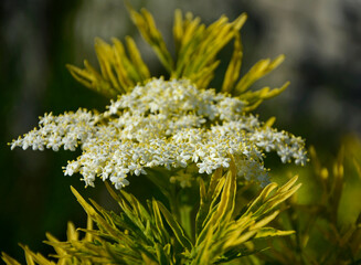 Bez czarny, dziki bez czarny (Sambucus nigra), czarny bez odmiana Golden Tower, variety Golden...