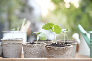 Outdoor gardening small sprout growing plant in paper pots