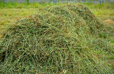skoszone siano na łące, świeże siano, snopek siana, siano na polu, Mowed hay, Freshly cut hay in a field  © kateej