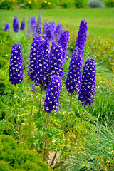 Violet flower of Delphinium variety Dark Blue White Bee, delphinium blue white, Ostróżka...