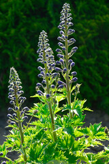 Violet flower of Delphinium variety Dark Blue White Bee, delphinium blue white, Ostróżka Wyniosła odmiana Dark Blue White Bee, (Delphinium elatum),  © kateej