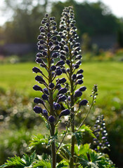 Violet flower of Delphinium variety Dark Blue White Bee, delphinium blue white, Ostróżka Wyniosła Dark Blue White Bee, Delphinium elatum, pąki kwiatowe ostrózki pokryte rosą, delphinium flower buds  © kateej